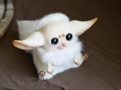 Inari Fox: Ivory